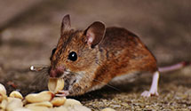 24 Hour & Emergency Exterminators in Claysville, OH